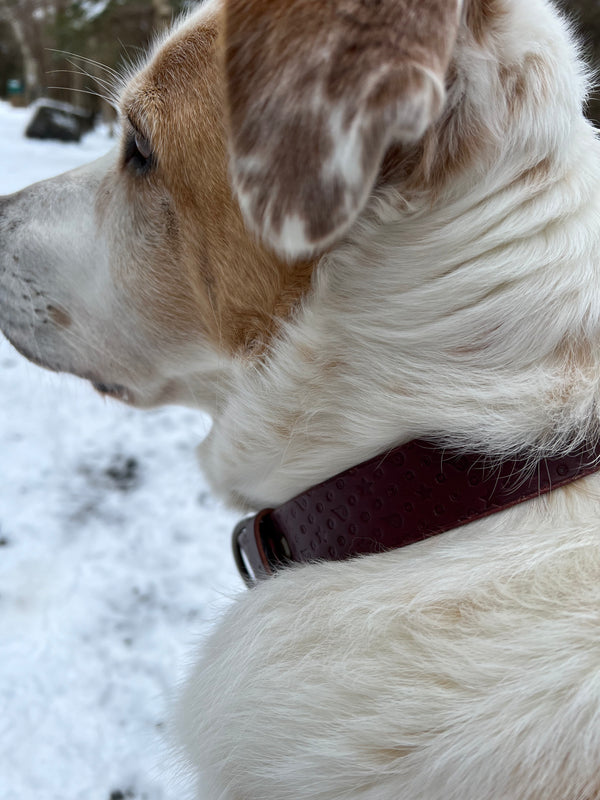 "THE COMPANION SS" LEATHER DOG COLLAR - RED